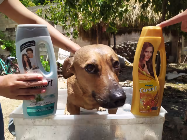 Los locales tuvieron que adquirir sus propios insumos para dar el servicio