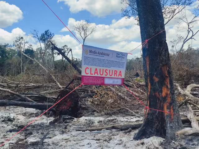 Profepa clausuró un predio de 54.2 hectáreas en Xmabén, Hopelchén.
