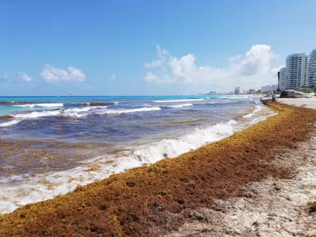 En Cancún y Cozumel hay playas con excesivo recale de sargazo, según lo informó la Red de Monitoreo de la macroalga