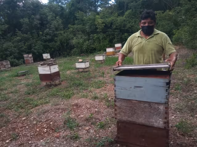 Apicultores señalan que sus denuncias no prosperan en la Fiscalía, mientras que persiste la agricultura agresiva con el medio