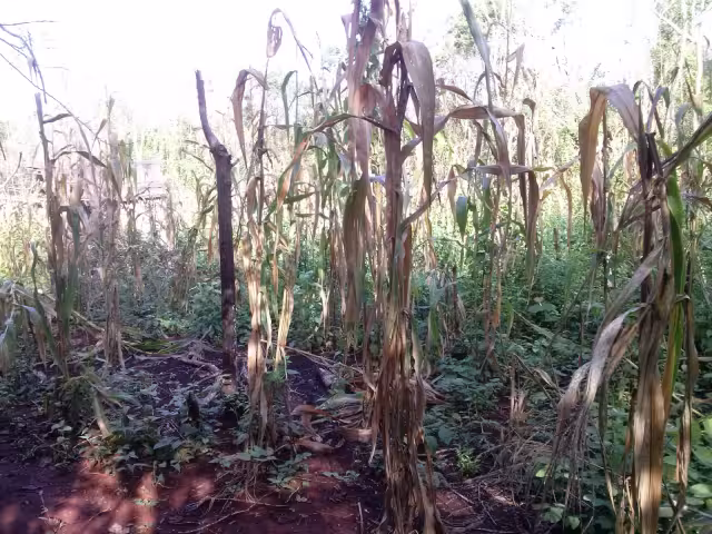 Los hombres del campo tenían la esperanza de lograr al menos el 80 por ciento de mazorca
