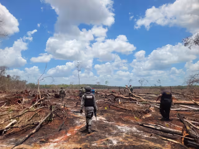 El investigador Yuri Peña Ramírez alertó sobre la grave deforestación de 2,600 hectáreas de selva en la Península de Yucatán, atribuida en gran parte a poblaciones menonitas