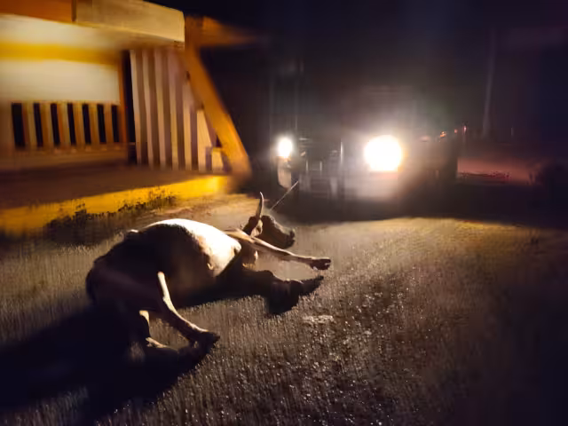 Tráiler arrolla a vacas en carretera Campeche-Mérida.