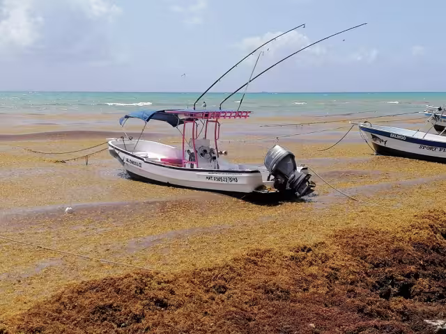 Una mancha de sargazo se ubica a 500 kilómetros de las costas de Quintana Roo, y arribará a la zona en un lapso de entre 10 y 15 días