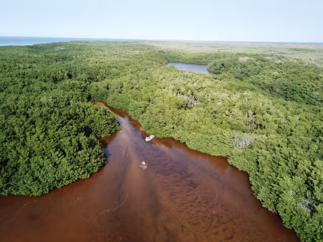 Campeche cuenta con 3.3 millones de hectáreas de selva, informó la Conanp, una de las más grandes de la región peninsular