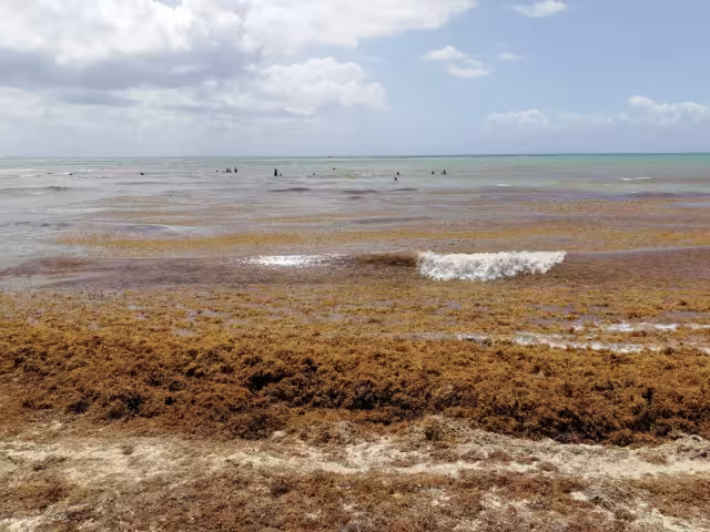 Ocho playas de Cancún se encuentran en rango bajo del recale de sargazo en Quintana Roo, según la Red de Monitoreo Estatal