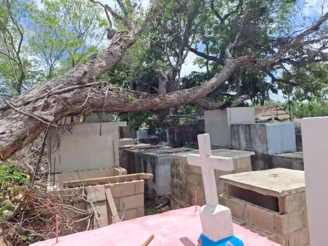 Un frondoso árbol de Jabin cayó sobre varias tumbas del panteón municipal de Pocboc debido a los fuertes vientos.