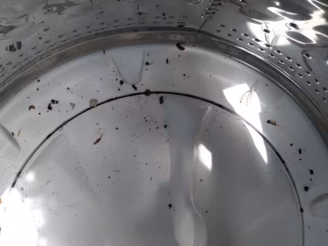 Los roedores dejan su excremento en la lavadora