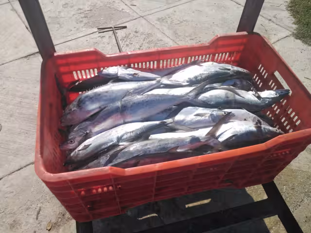 Los pescadores han vuelto a pescar sierra tras el mal tiempo, obteniendo buenas capturas