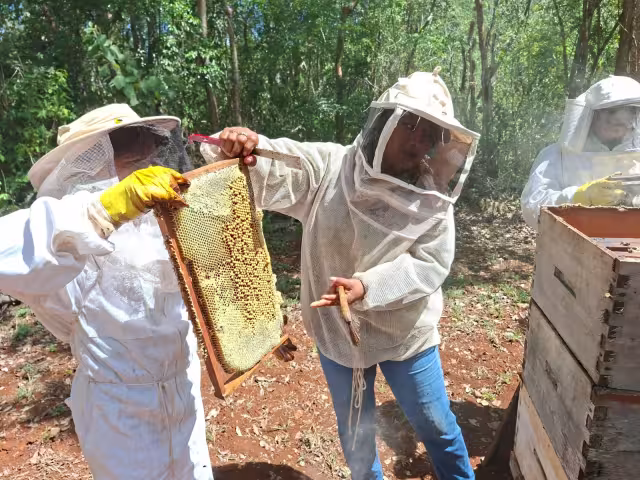 Mujeres indígenas de San Antonio Yaxché, en Hopelchén, realizaron cosecha de miel en sus apiarios.