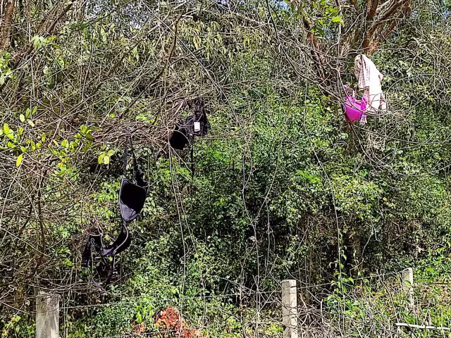 Además de la ropa, hallaron envases de bebidas alcohólicas y preservativos en tramo Peto-Tzucacab