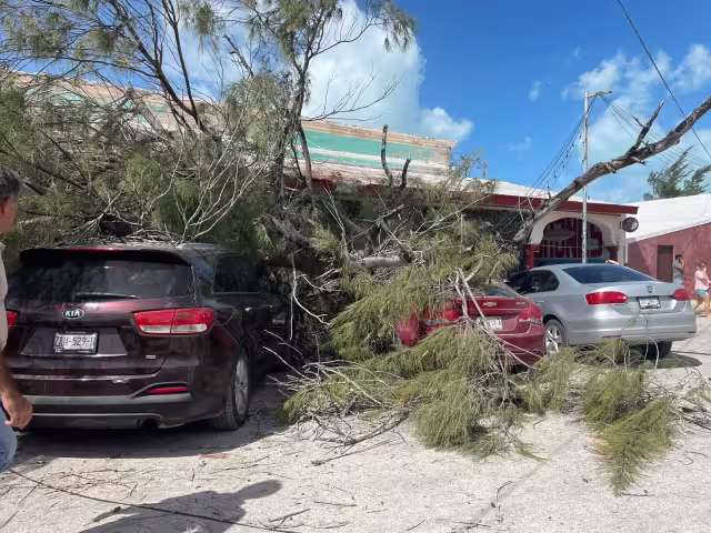 Los árboles sepultaron varios autos y causaron daños materiales