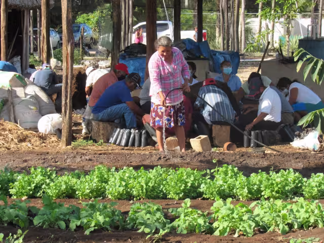 Los campesinos están en plena cosecha de rábanos, cilantro, lechuga y chayotes