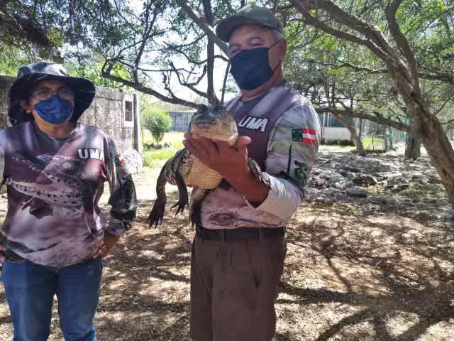 Los cocodrilos comen 20 kilos de pescado o pollo para mantenerse en forma