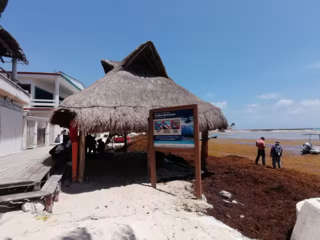Zofemat indicó que aumentó el personal para la limpieza y remoción del sargazo que llega a Playa del Carmen y que 'tiñe' de café el mar