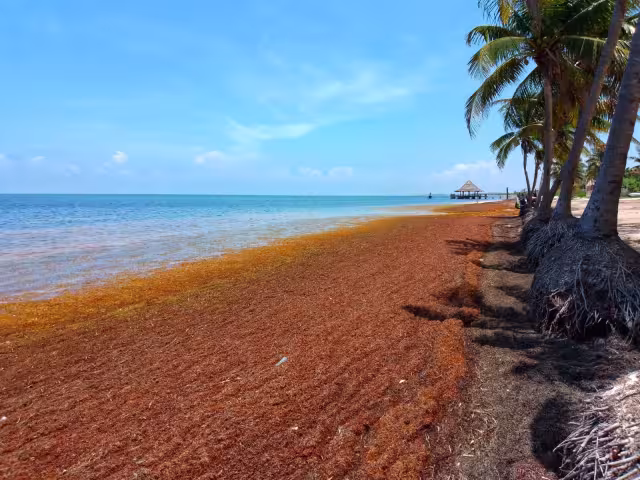 Playa Coral esta catalogada como el nivel alto del recale de sargazo en Cancún
