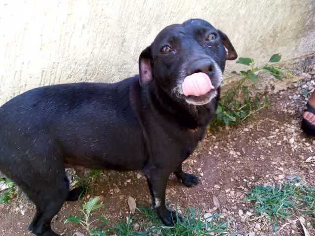 La Dirección de Protección Civil dio seguimiento e informó a las autoridades competentes para darle una pronta solución al caso de la “Negra”