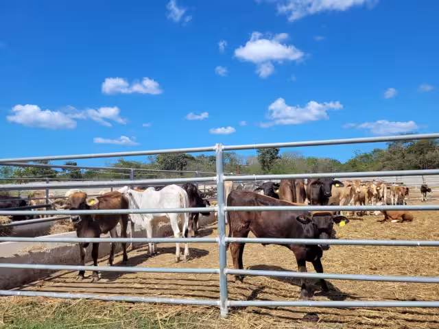 Se desconoce la cifra exacta de casos sospechosos por tuberculosis bovina en Campeche