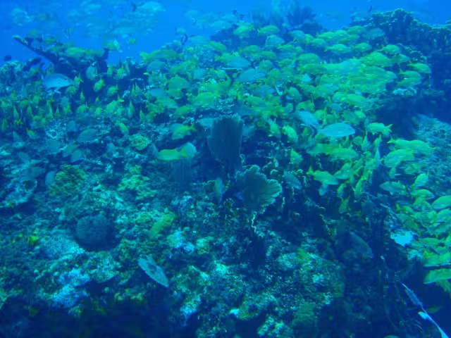 El Arrecife Manchones cuenta con gran diversidad de peces y formaciones coralinas en su interior