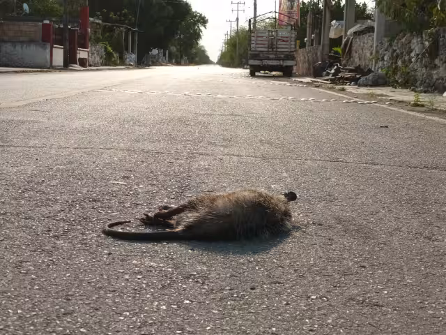 Habitantes piden a conductores transitar con precaución para no atropellar a la fauna de Sinanché