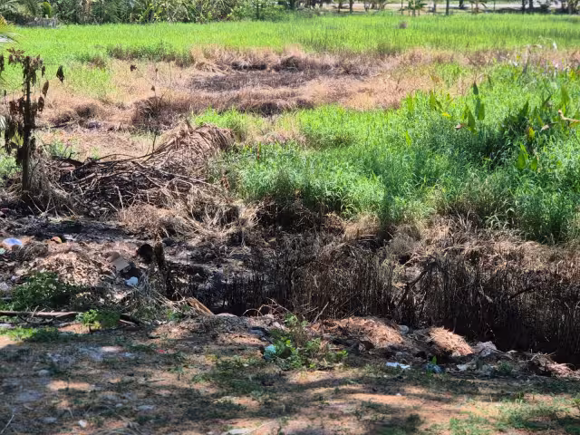 Tucanes en peligro por quema de basura en Catemó
