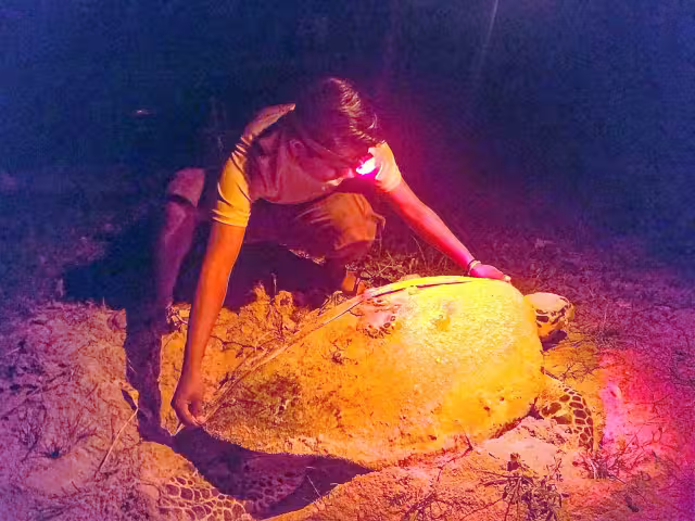 Las especies carey, blanca y ocasionalmente lora participan en el ciclo de anidación