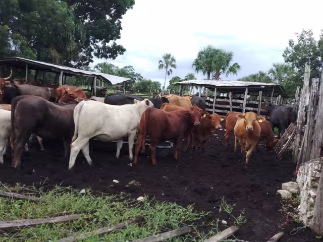 El USDA anunció la reapertura gradual de los puertos fronterizos del sur para la importación de ganado mexicano
