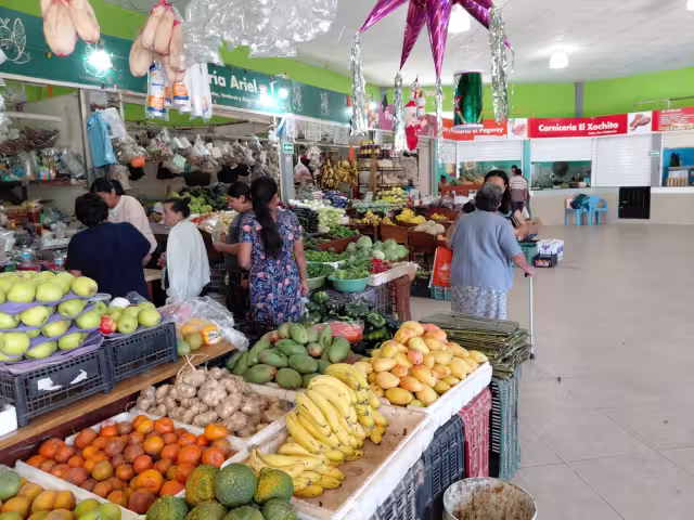 El precio de la chaya se disparó en Hopelchén durante la Cuaresma.