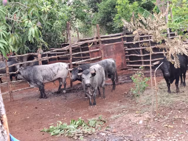 ¡Habrá toros en Tenabo! Presentan cartelazo de la Feria 2026 entre polémica por cobros municipales