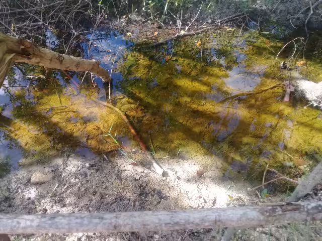 Los desarrolladores no respetan las normas de construcción en manglares