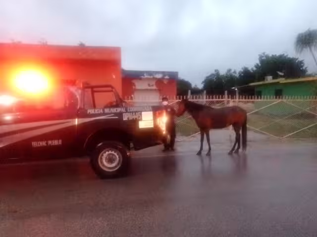 Caballo se escapa y corre por las calles de Telchac, Yucatán