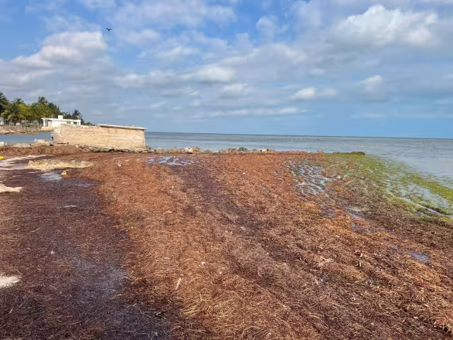 Porteños temen que el recale de algas disminuya el arribo de bañistas este fin de semana