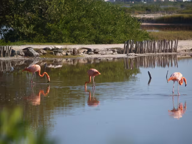 Las aves se adentran en el manglar para buscar crustáceos y descansar, para luego emprender el vuelo hacia otra zona