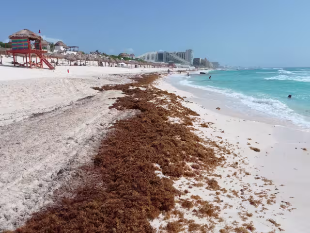 Playa Delfines, con el distintivo 'Blue Flag', sufre la erosión de su arena y es una de las más afectadas por la llegada de sargazo