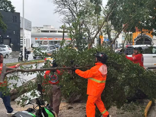 Árbol cae sobre farmacia en Campeche en medio de intensa torment