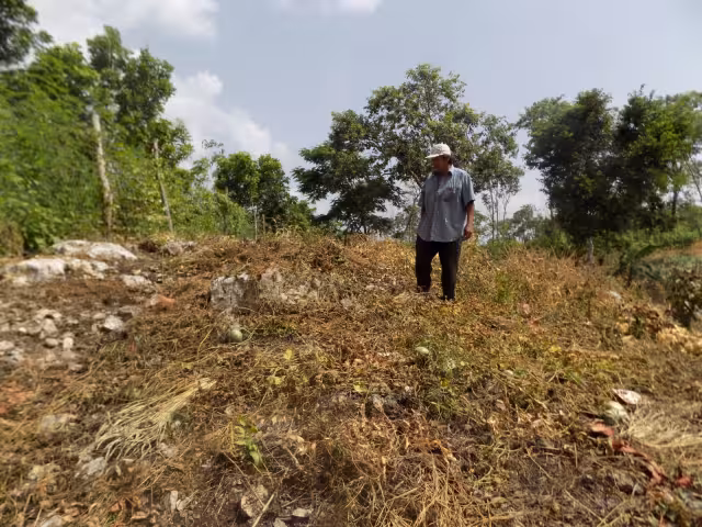 Cada planta de papaya puede dar hasta 100 frutos, y en total se dañaron ocho mecates