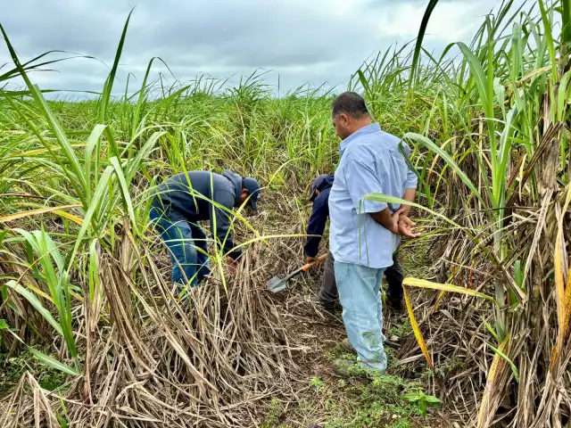 Arranca molienda de la zafra 2025-2026 en el Ingenio San Rafael de Pucté