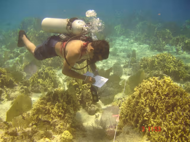 Van por 265 mil colonias de coral