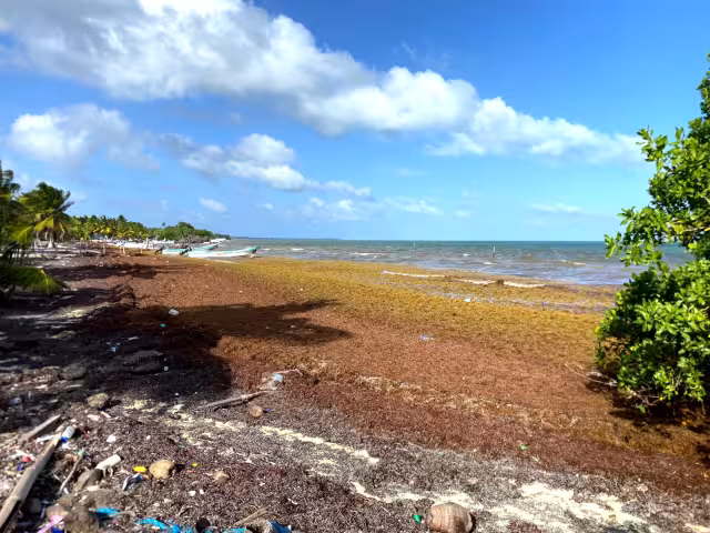 Playas de Isla María Elena siguen sucias pese a falta de nuevo sargazo. Residuos acumulados del primer trimestre generan malos olores.