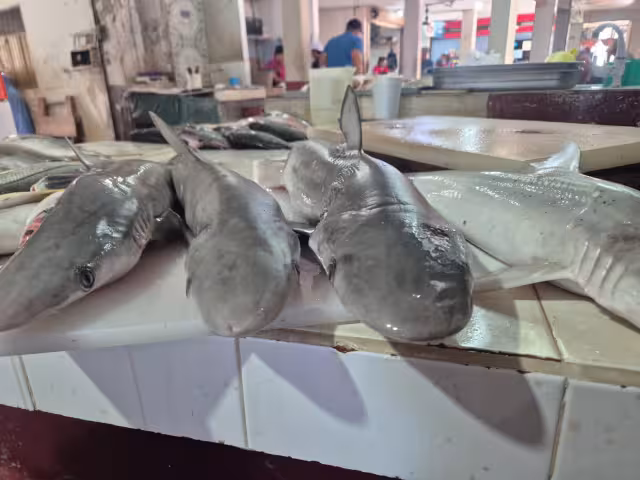 Pescadores de Champotón reportan un arranque flojo en la temporada de cazón con bajas capturas de apenas 40 kilos por viaje.
