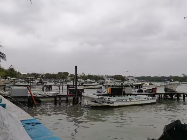 La sequía en los accesos a lagunas en Ciudad del Carmen está causando mortandad de especies marinas