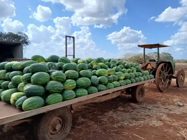 Inició la tercera semana del corte de sandía en campos menonitas de Nuevo Progreso, en Hopelchén.