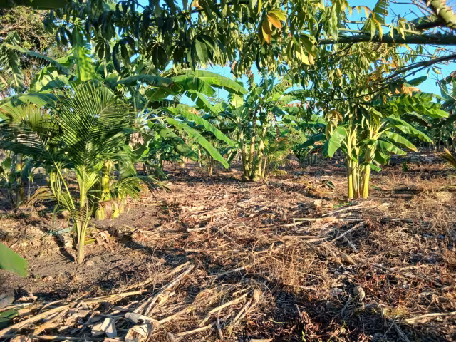 Existe el riesgo de que no se  produzcan más frutos en los  platanales, debido a la heladez  que secó las flores