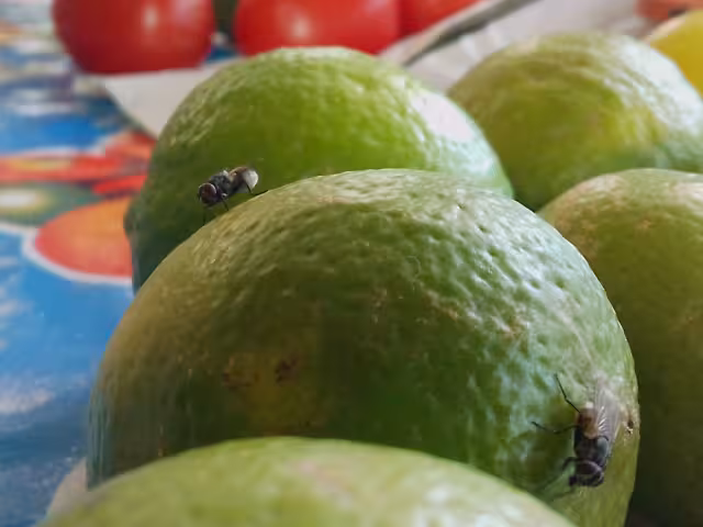 Se cree que el fenómeno ocurre cuando el insecto toma sangre de una persona fallecida.