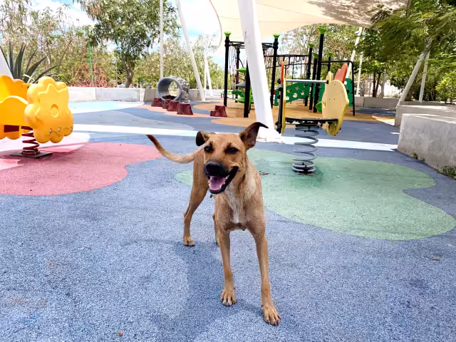 Silvia Cortés resaltó que las asociaciones levantaron la voz de inmediato ante el maltrato.