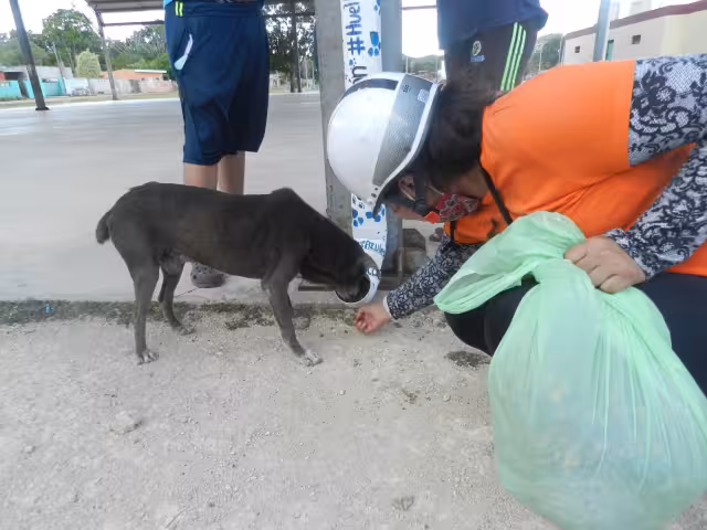 Los comederos fueron instalados en zonas donde los canes suelen deambular