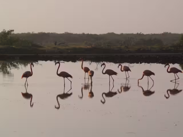 Los flamencos rosas animales pueden llegan a vivir hasta 27 años