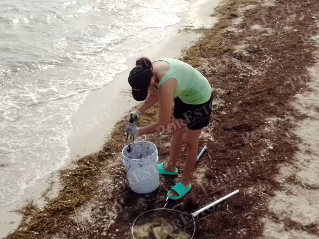 Con cubetas, mujeres, jóvenes y adultos, aprovecharon la especie para capturarla