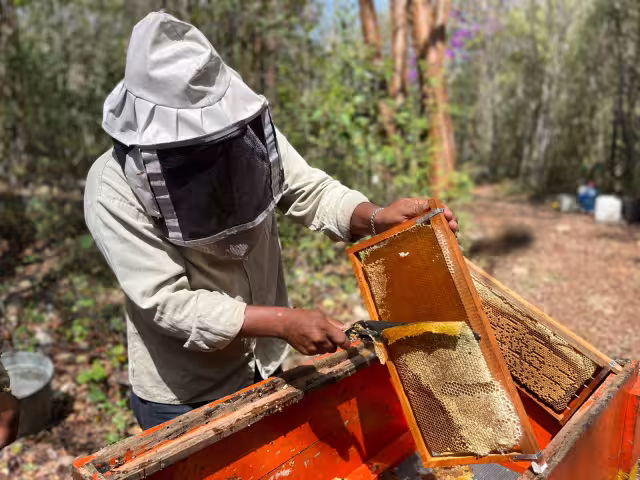 A diferencia de otras regiones del estado, la zona sur del municipio de Hopelchén produce miel durante los 12 meses del año