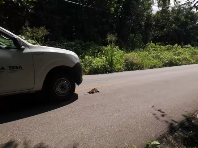 La falta de señalización y reductores de velocidad en la carretera hacia Luis Echeverría y Laguna Guerrero ha provocado la muerte constante de tlacuaches y otras especies